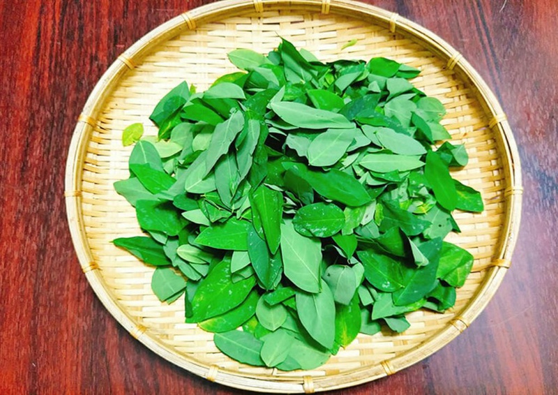 Người xăm môi có được ăn rau ngót không? Gợi ý thực đơn rau ngót cho người mới xăm1