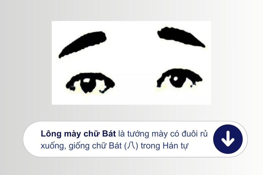 Luận giải tướng số nam nữ có lông mày chữ bát? Tốt hay xấu? 1 chan may chu bat
