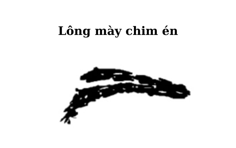 Lông mày đuôi chim én