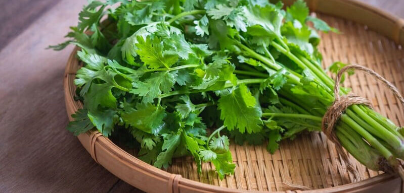 TOP 5 cách trị thâm môi bằng rau mùi hiệu quả đến bất ngờ 1 tri tham moi bang rau mui 1 6656931c33607 e1757691349334