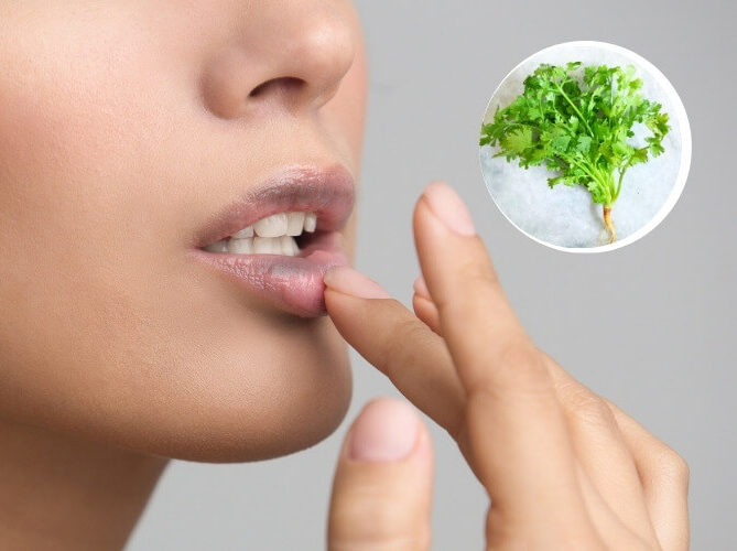 TOP 5 cách trị thâm môi bằng rau mùi hiệu quả đến bất ngờ 3 tri tham moi bang rau mui 3 6656931e3ed4d e1757691468257
