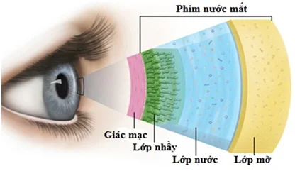Uốn mi có ảnh hưởng đến tuyến lệ hoặc giác mạc không? 2 cau tao giac mac 1