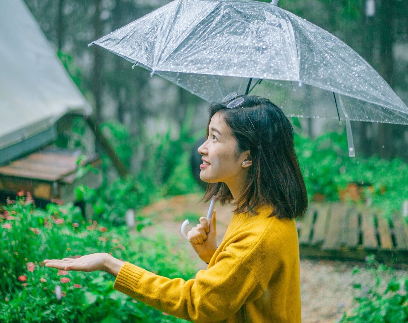 da lat mua mua di dau lam gi 1 1 e1760455657892