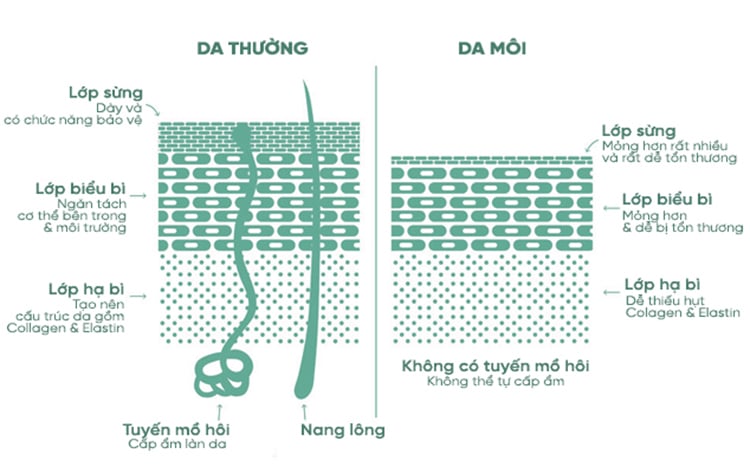 skin structure 93a6abd818084799b508d615e4d0791d